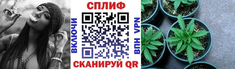 Каннабис сатива  Белокуриха 